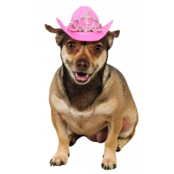 cowboy hat on dog