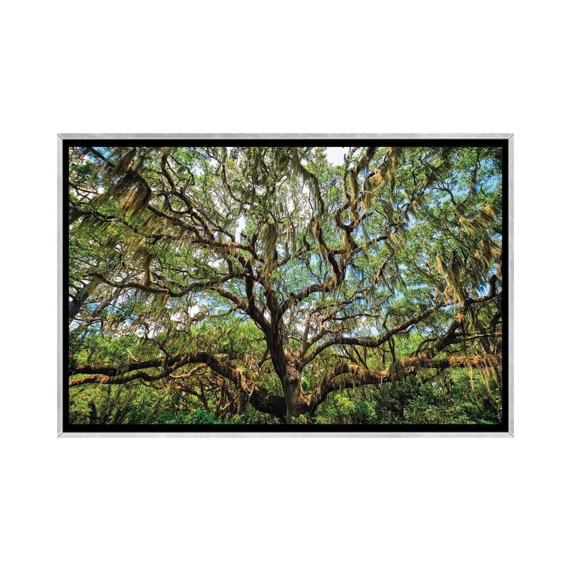iCanvas "Live Oak Tree Canopy With Spanish Moss, Charleston, South Carolina" by George Oze Framed