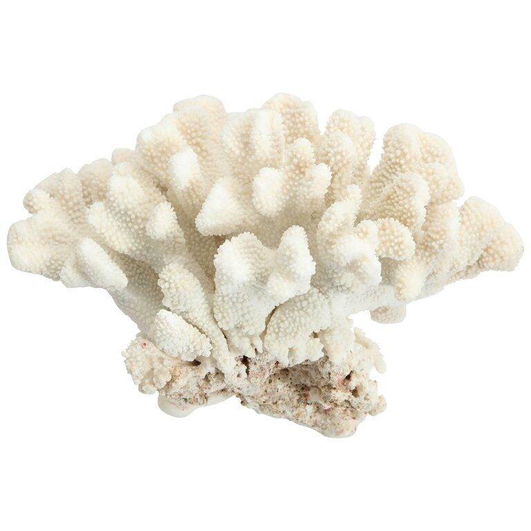 Cauliflower Coral 10-12 Inch On Acrylic Base