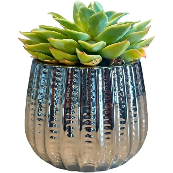 4.5 inch Ceramic Flower Pot - Bed Bath & Beyond - 40523216