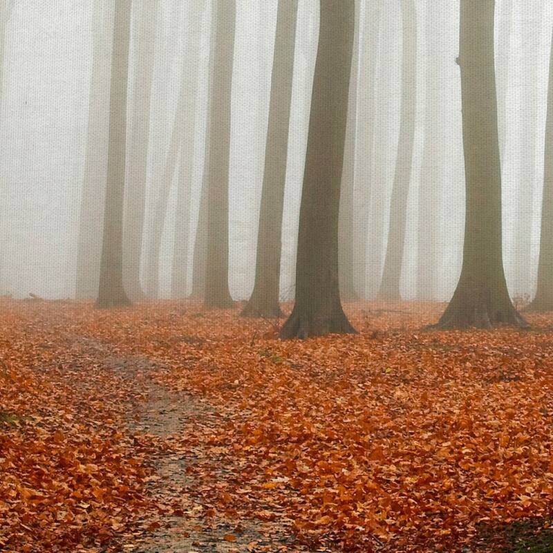 Autumn Forest Floor by PhotoINC Studio Canvas Art Print
