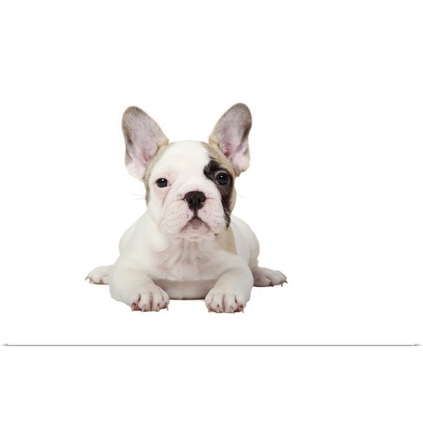 "Fawn Pied French Bulldog puppy on white background." Poster Print