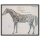 Oliver Gal 'Anatomy of the horse' Animals Blue Wall Art Canvas Print ...