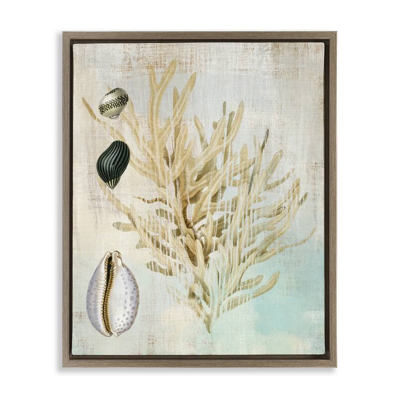 Stupell Coral Branch & Cowrie Shells Framed Floater Canvas Wall Art Design By Susan Arnot - 17 x 21 - Brown