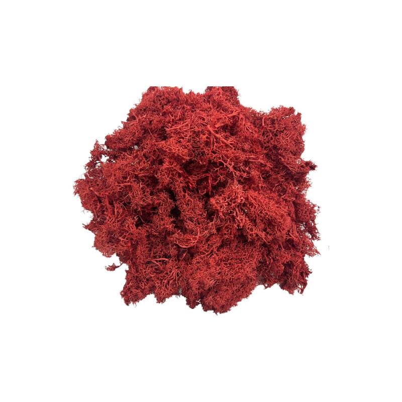 Preserved Reindeer Moss in Multiple Colors