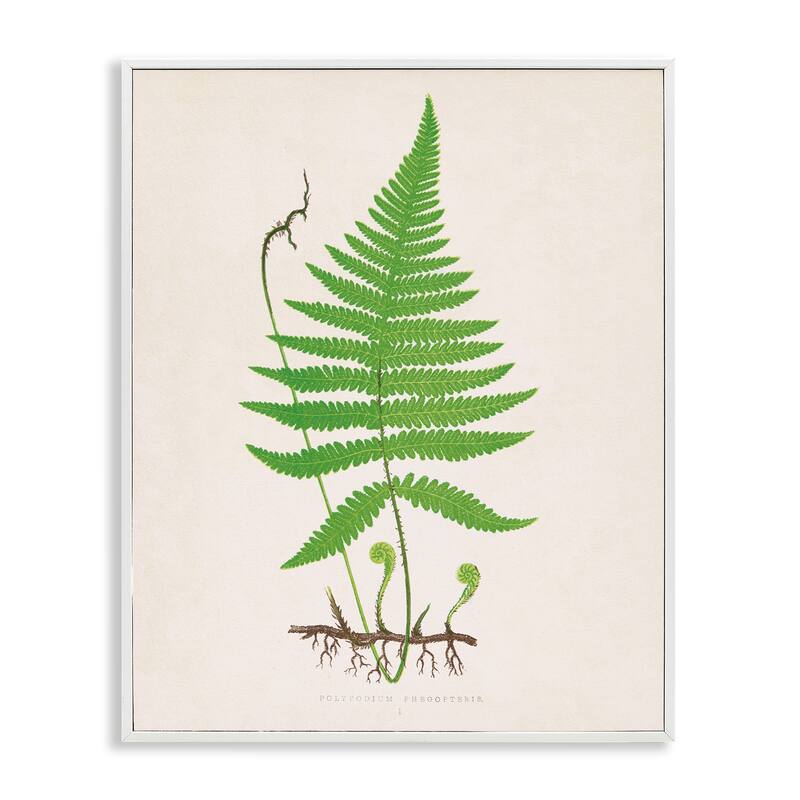 Stupell Curled Budding Fern Sprigs Framed Giclee Art Design By Phillipa Katz - 16 x 20 - White