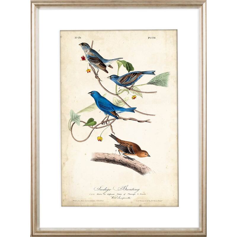 Custom Indigo Bunting (MC) Framed Art Print