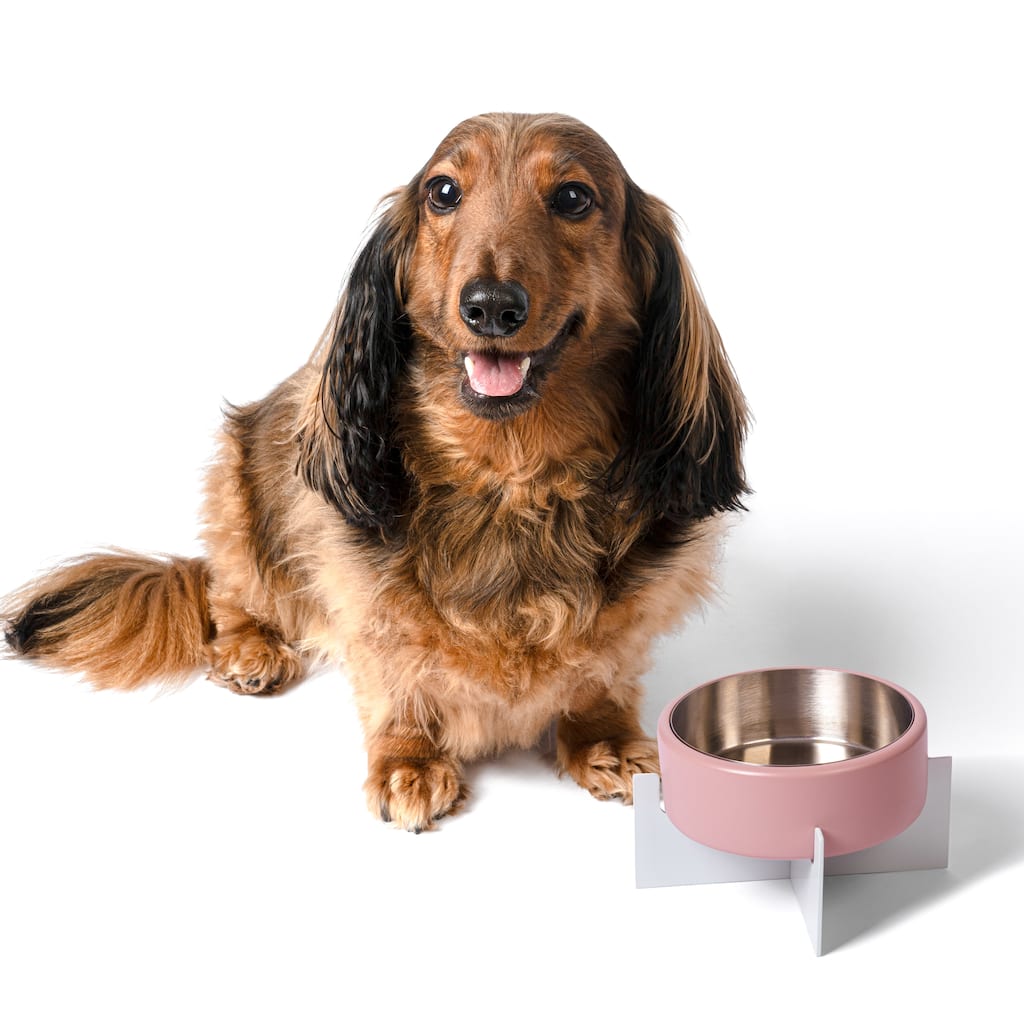 Intersecta Concrete & Steel Pet Feeder - 16oz with Metal Stand
