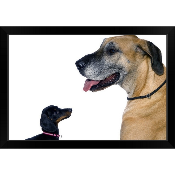 Dachshund staring at the Great Dane