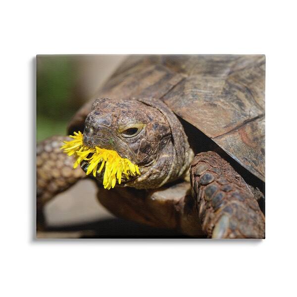 Stupell Turtle Eating Dandelion Canvas Wall Art Design by Jonathan Casey On Sale Bed Bath