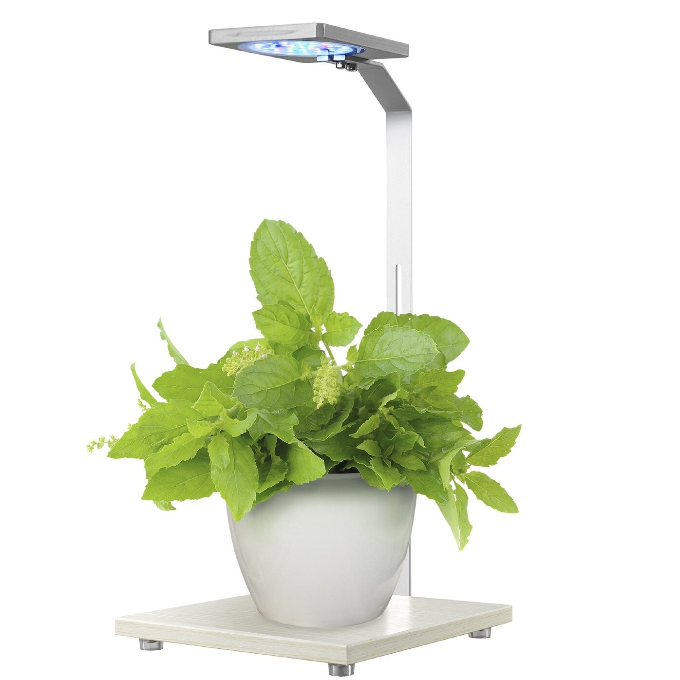 buzzy philodendron grow kit Sensitive Plant Grow Kit