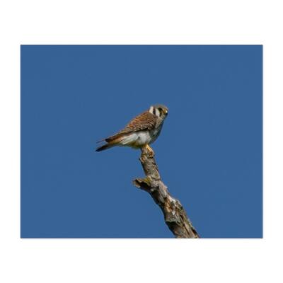 Hopewell Area Recreation Complex Stewartstown Bird Art Print/Poster