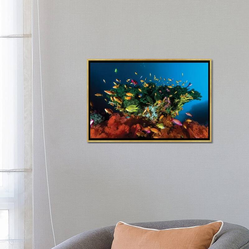 iCanvas "Reef Scene With Anthias Fish, Cebu, Philippines" by Bruce Shafer Framed