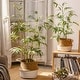 Artificial Bamboo Leaves in Pot - Bed Bath & Beyond - 40196556