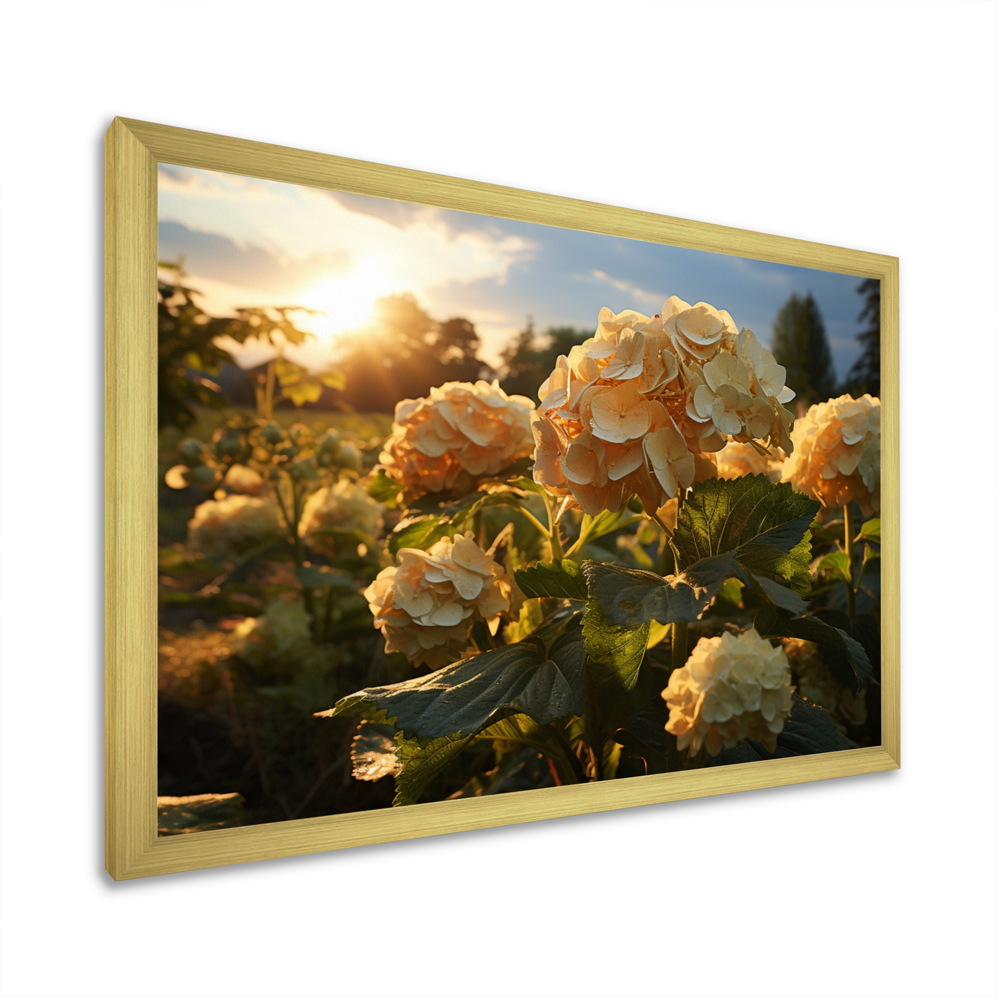 Hydrangea4937　1003 Invincibelle® Ruby Hydrangea - 4