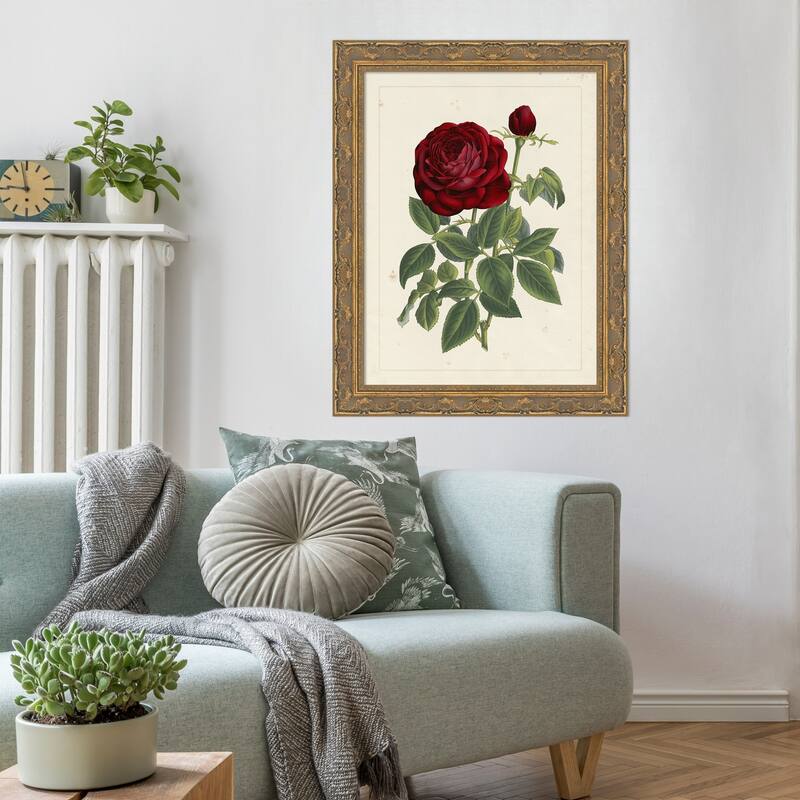 Van Houtteano Rose No. 2 Wood Framed Wall Art Print