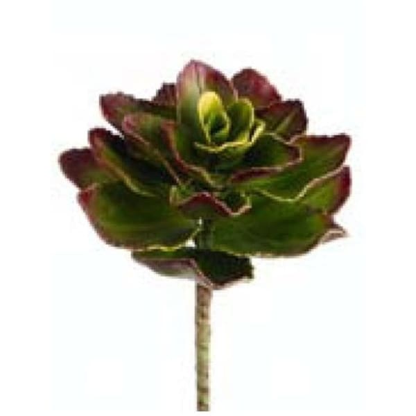 CE2520-GR-BU 8 in. Echeveria Pick Green and Burgundy- Case of 12