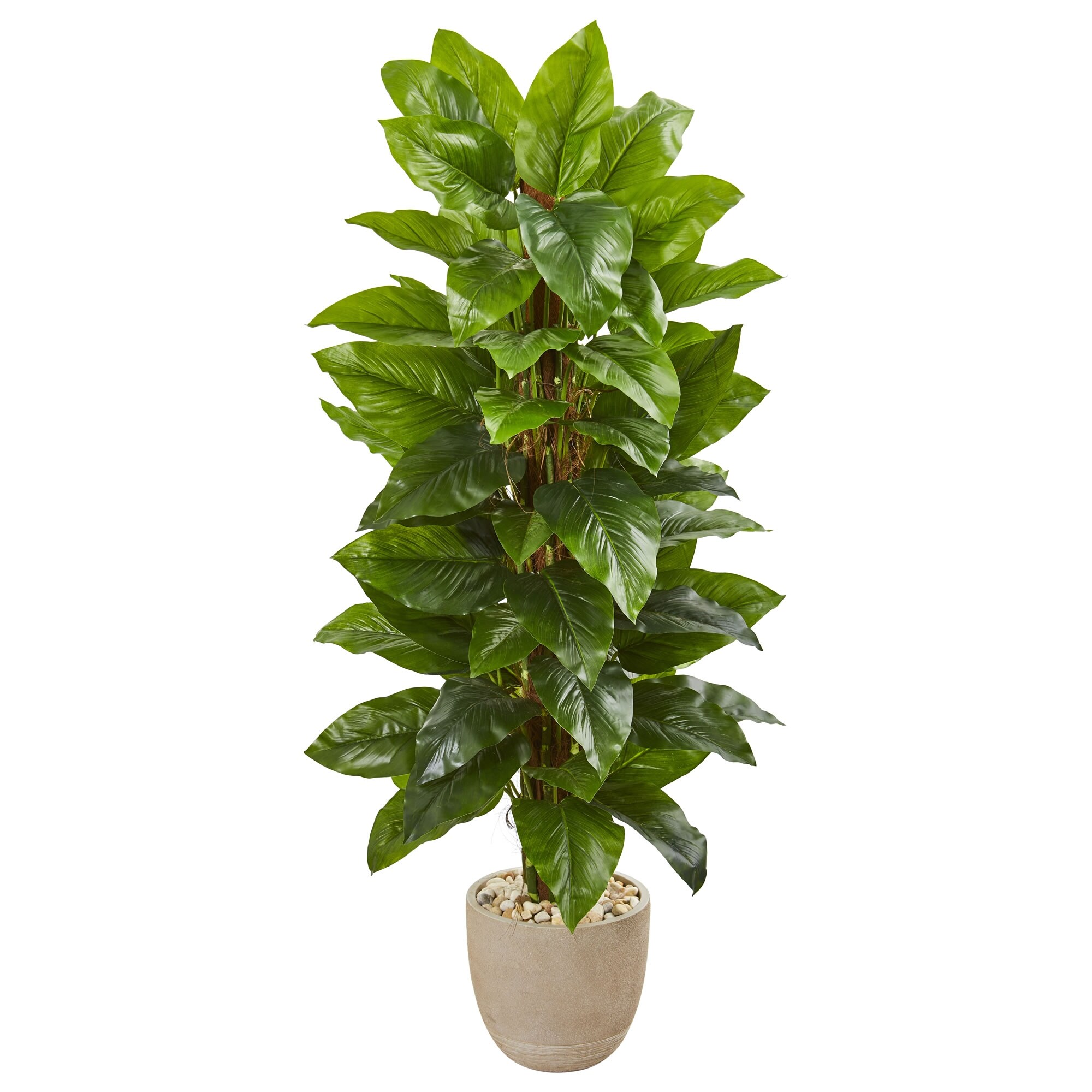 6 zz plant 6 ZZ Plant