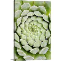 "Centre of unknown desert succulent plant, Grahamstown, Eastern Cape, South Africa" Canvas Wall Art