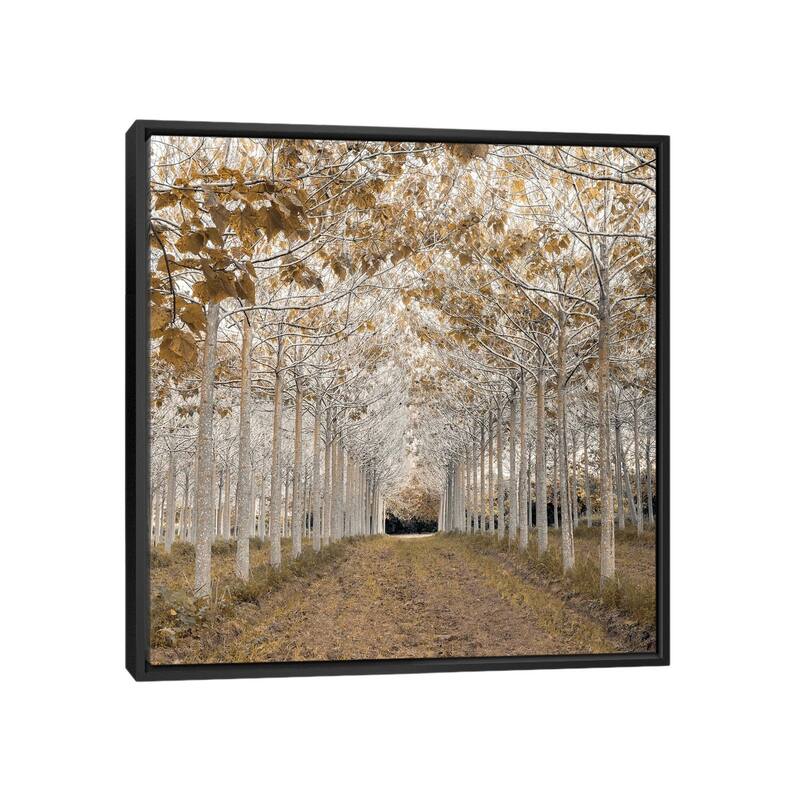iCanvas "White Gold" by Assaf Frank Framed Canvas Print - Black - 37x37