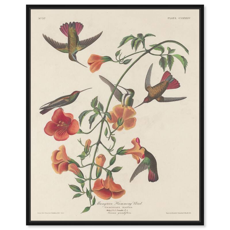 Humming Bird 1834 Canvas by Art Remedy - 16" x 20" - Black