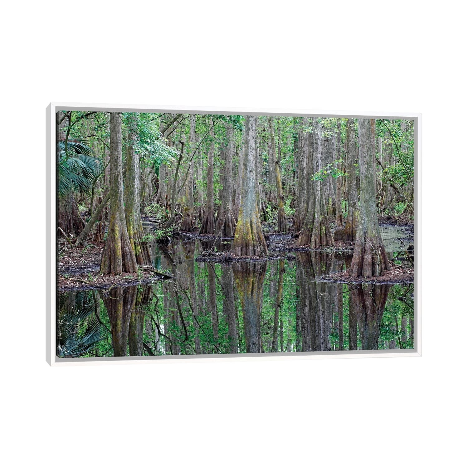 Black and White Picture/Photo: Bald Cypress at sunset on Lake Martin.  Louisiana, USA