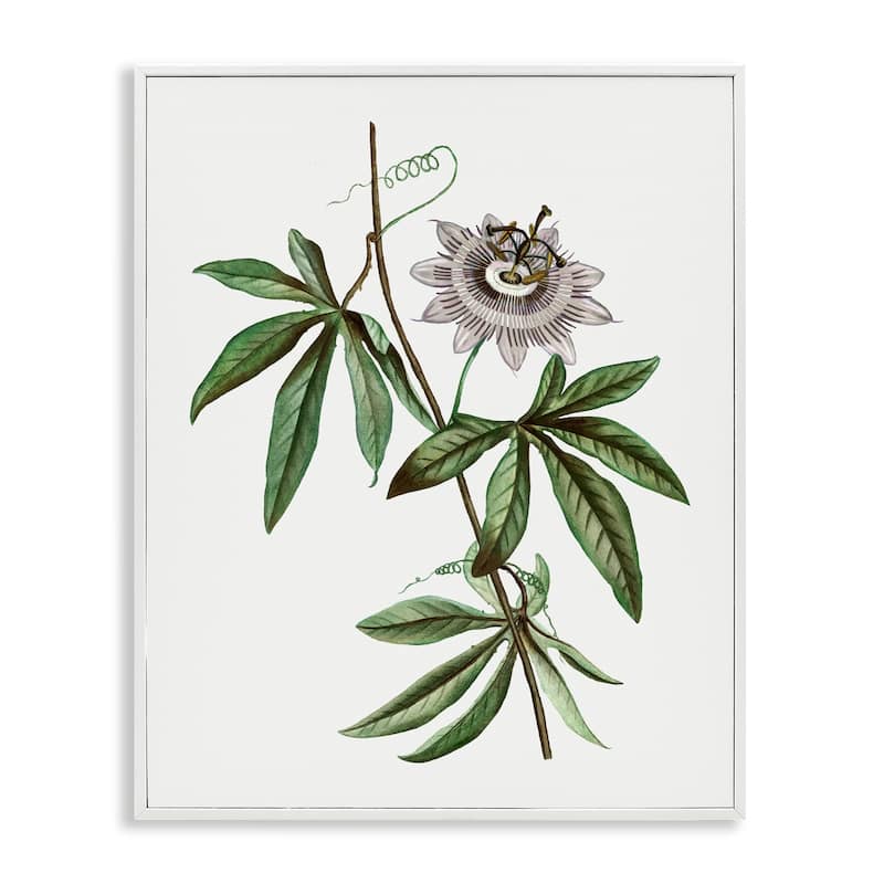 Stupell Vintage Circular Bloom Framed Giclee Art Design By CAD Designs - 11 x 14 - White