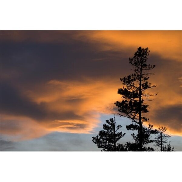 Silhouetted Tree At Sunset Poster Print Large 34 X 22