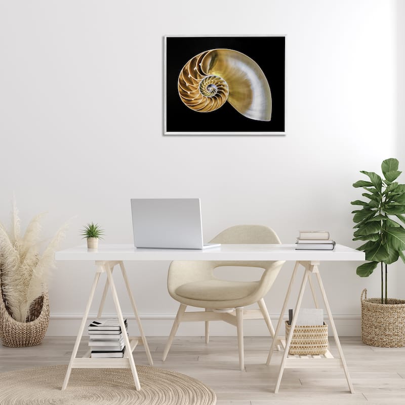 Stupell Tan Nautilus Shell on Black Framed Giclee Art Design By Mary Lou Johnson