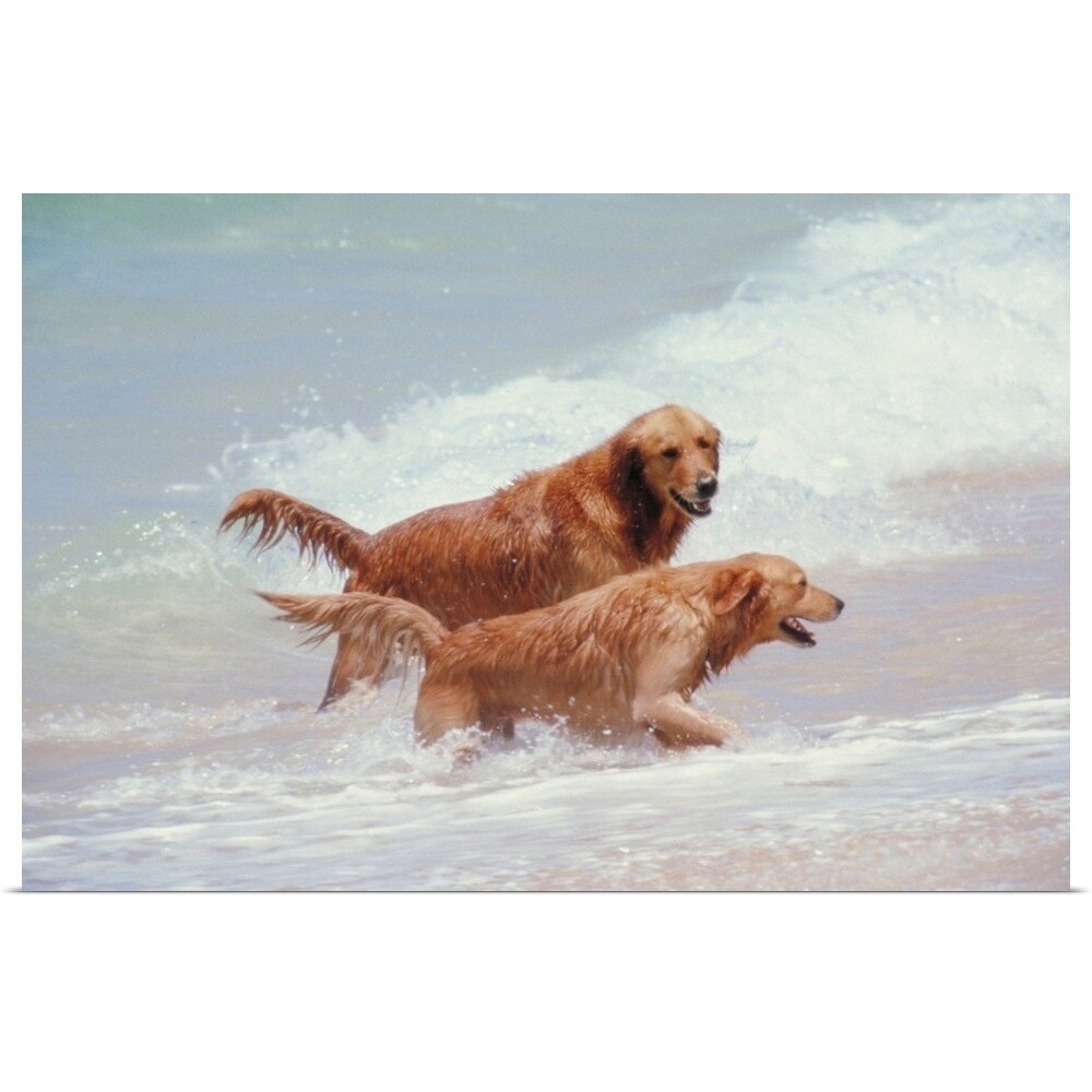 Shop For Two Golden Retrievers In The Surf In Hawaii Poster Print Get Free Delivery On Everything At Overstock Your Online Art Gallery Store Get 5 In Rewards With Club O 16896373