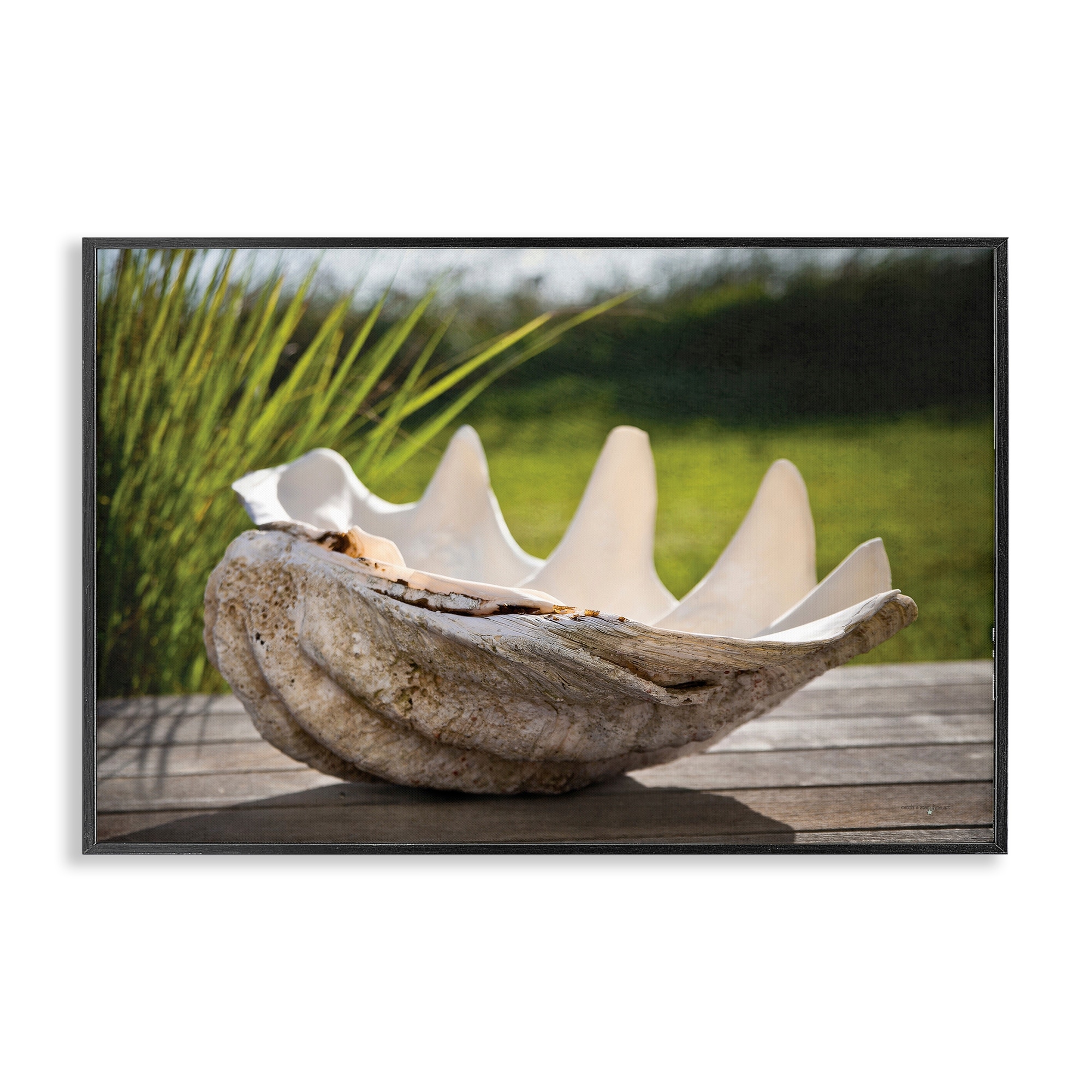 Stupell Sea Treasure Shell Framed Giclee Art Design By Seven Trees Design