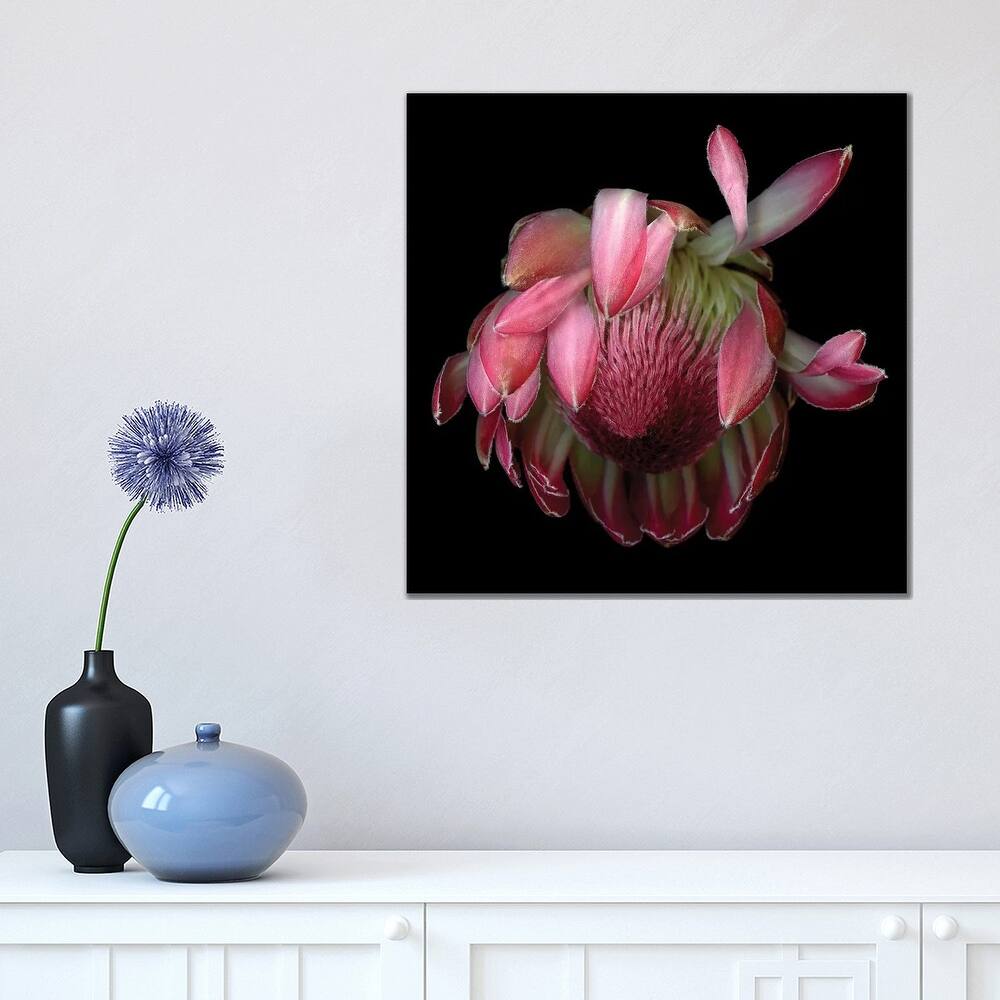 iCanvas "Protea King IV" by Magda Indigo Canvas Print
