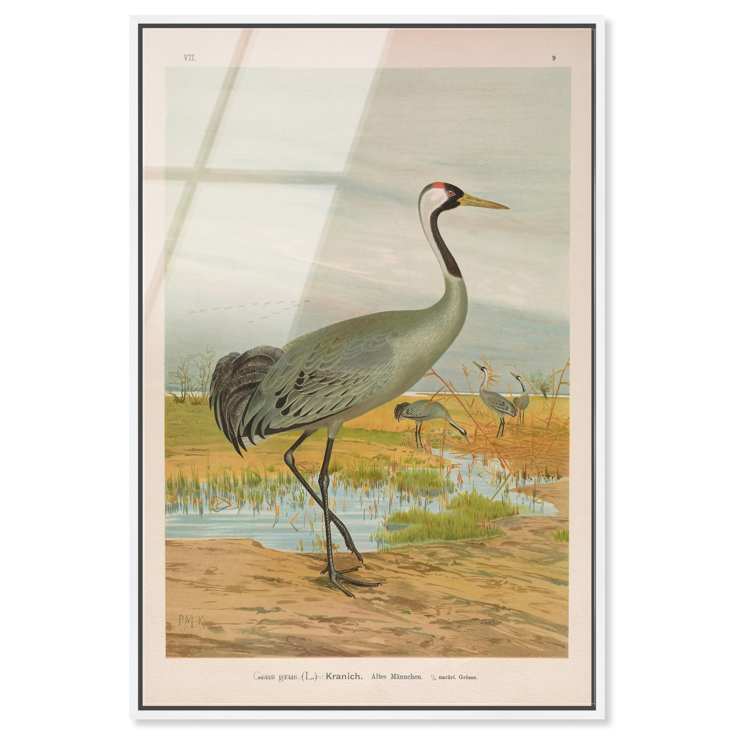 Grus Grus Vintage Animal Art Acrylic Print by Art Remedy