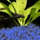 preview thumbnail 5 of 6, Solar Garden Stones - Glow in the Dark Pathway Pebble Lights by Pure Garden