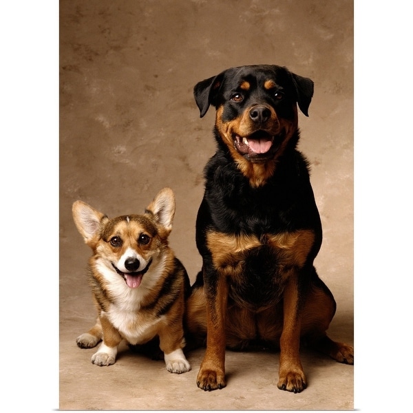 Rottweiler corgi cheap mix