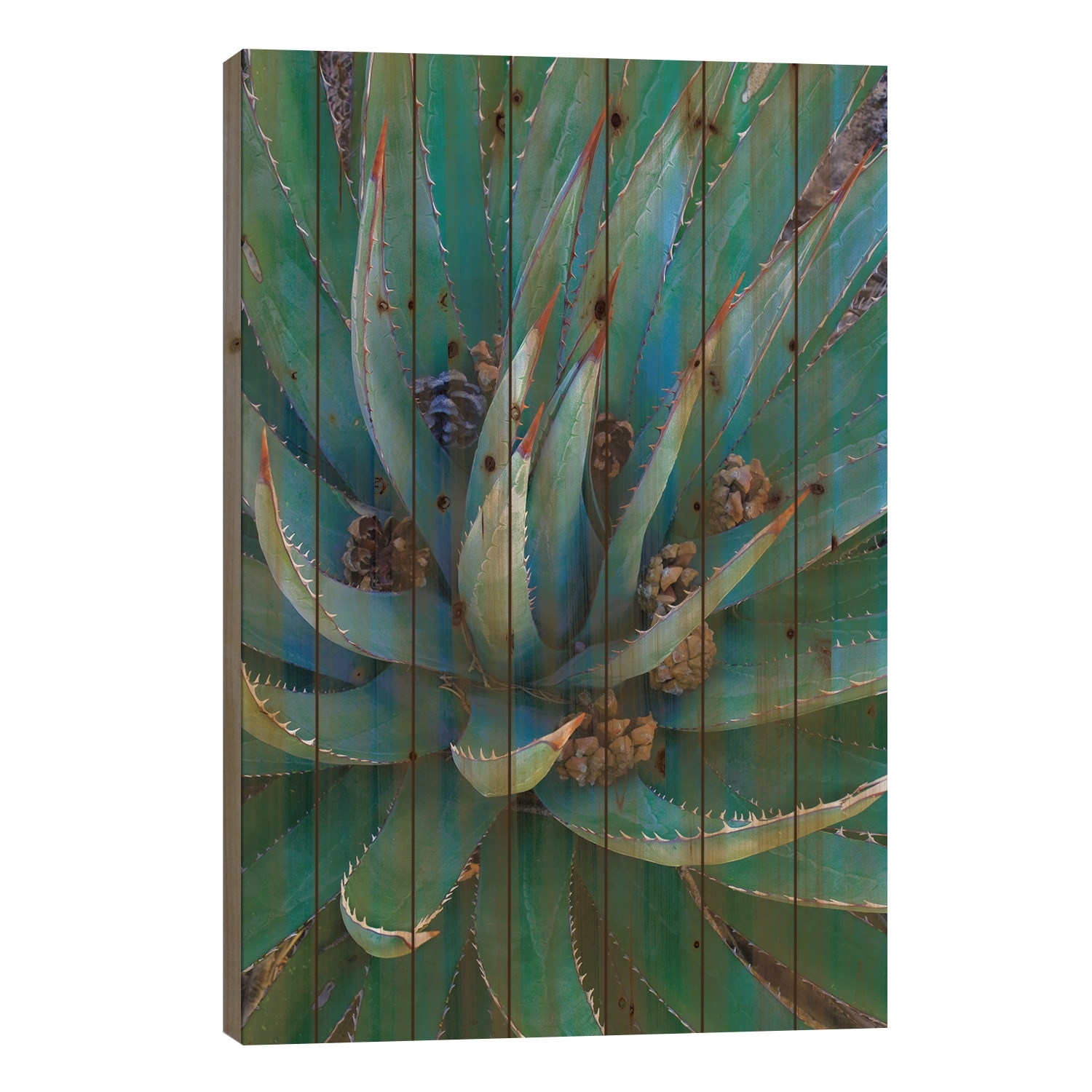Agave Plants With Pine Cones, North America Print On Wood by Tim Fitzharris - Multi-Color