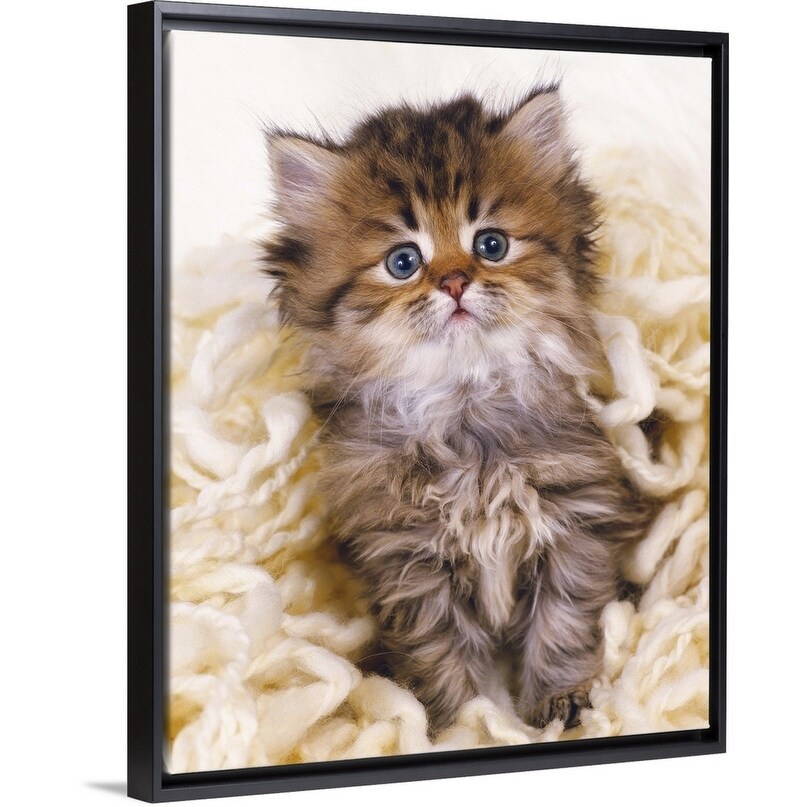 Shop Persian Cat Sitting On White Colored Wool Black Float Frame