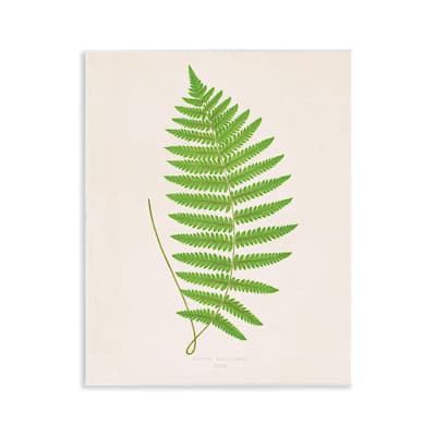 Stupell Single Fern Branch Wall Plaque Art Design By Phillipa Katz