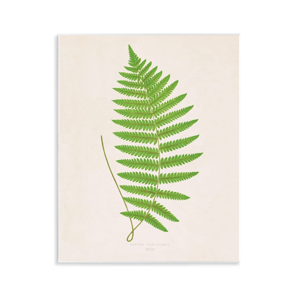 Stupell Single Fern Branch Wall Plaque Art Design By Phillipa Katz
