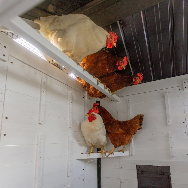 Backyard Discovery Sweetwater Cedar Wooden Chicken Coop, 4-6 Chickens