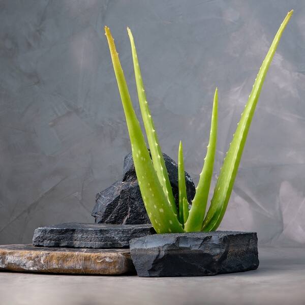aloe vera barbadensis miller wikipedia Buy 'Large Aloe Vera Plants - Aloe barbadensis' Care and Growing Guide main image 0