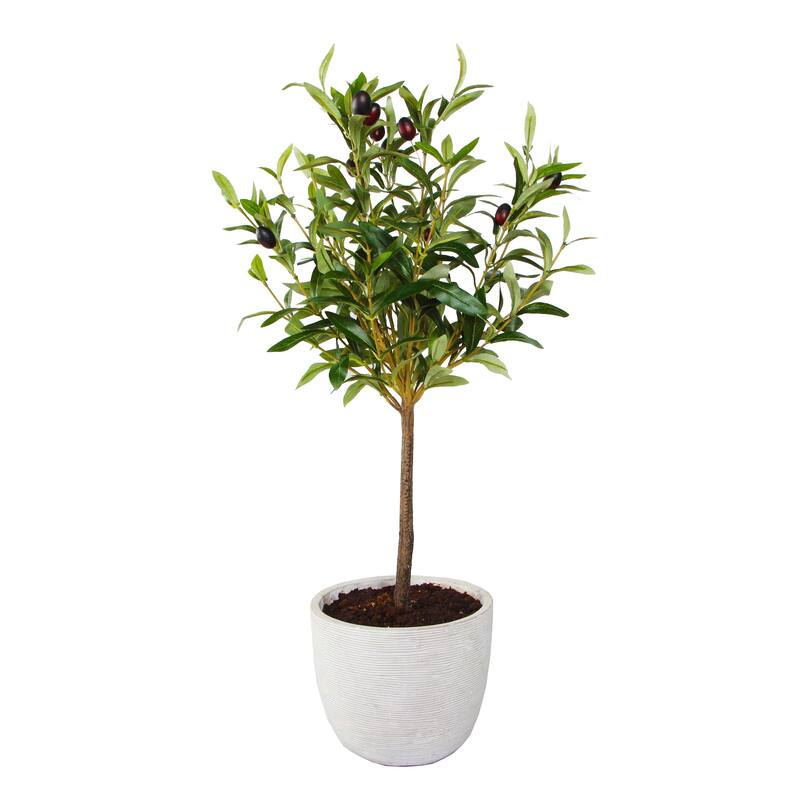 28" Olive Tree in 7.25" Cement Pot,Gray - ONE-SIZE