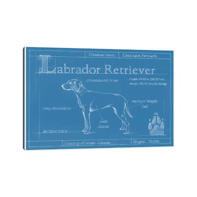 iCanvas "Blueprint Of A Labrador Retriever" by Ethan Harper Canvas Print
