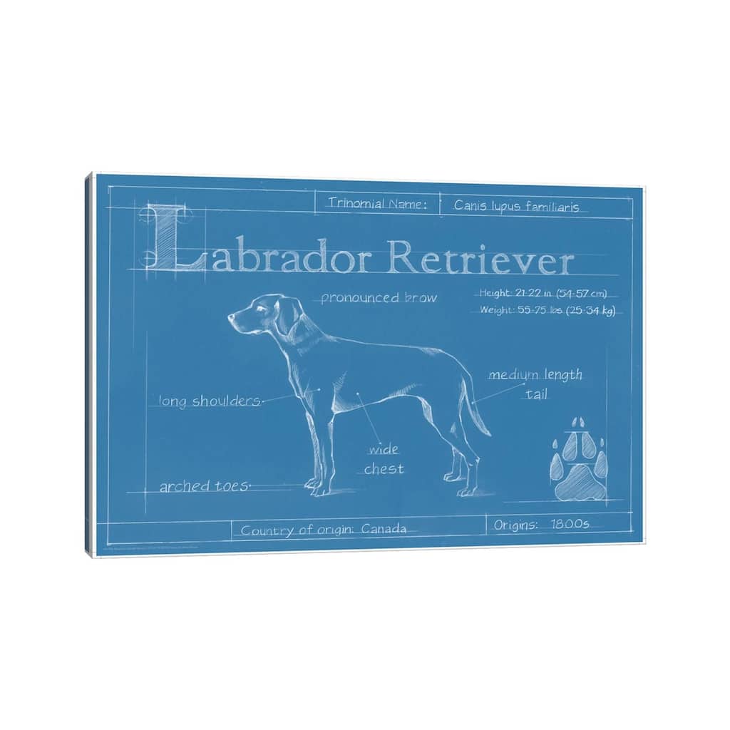 iCanvas "Blueprint Of A Labrador Retriever" by Ethan Harper Canvas Print