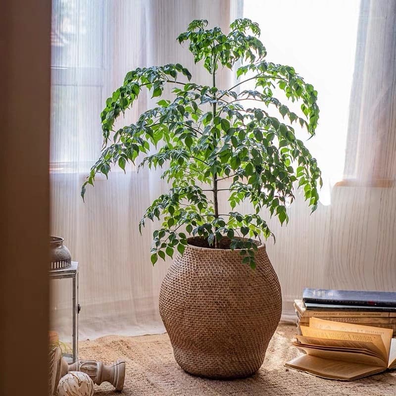 RusticReach Large Basket Cement Pot Backyard Planter