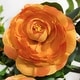 preview thumbnail 3 of 2, 36 in Faux Camellia Plant in Pot 2 Pack - 26.5