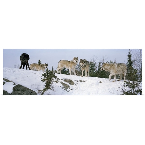 "Gray wolves (Canis lupus) in a forest, Massey, Ontario, Canada" Poster Print
