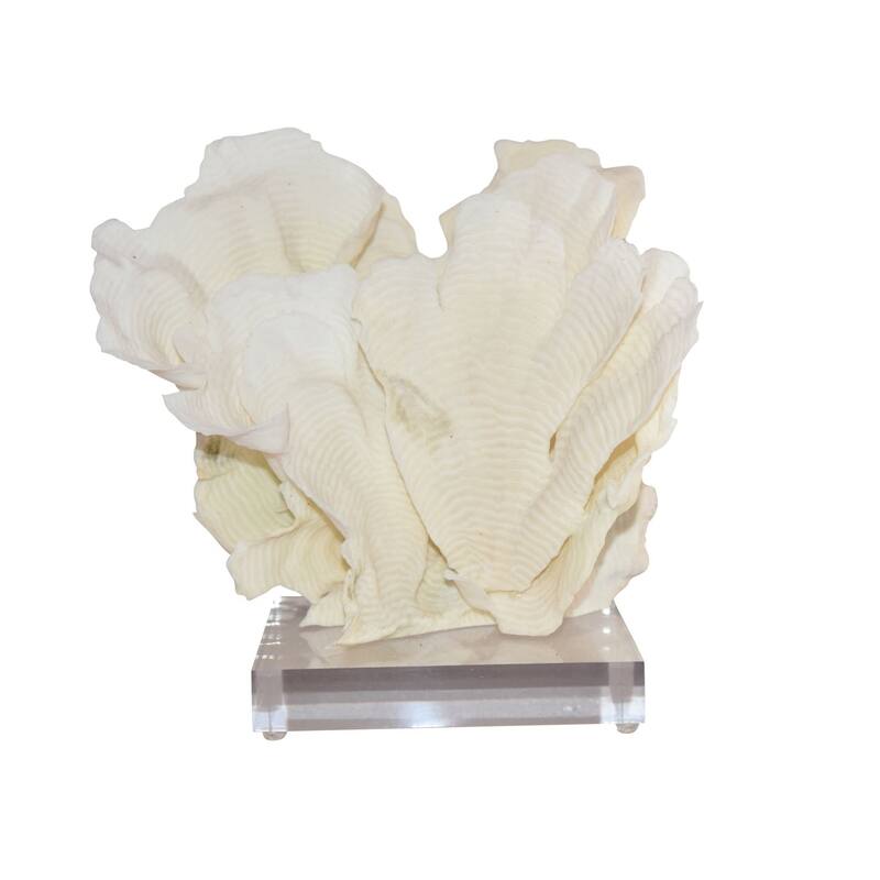 Rugosa Coral 10-12 Inch On Acrylic Base