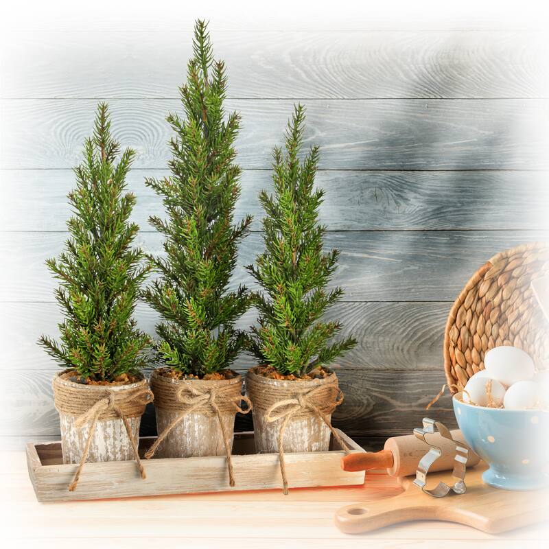 Triple Potted Pine Seedling Tray