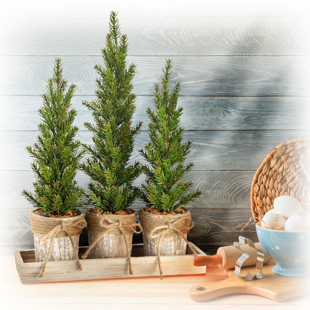 Triple Potted Pine Seedling Tray